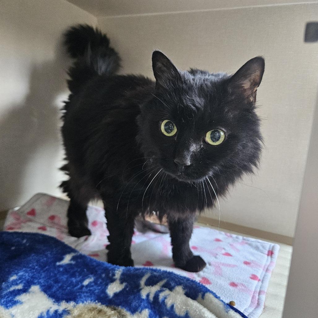 Enlarge Midnight, a Adoptable Domestic Medium Hair in Conway, NH image 3/4