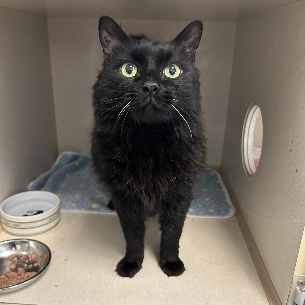 Enlarge Midnight, a Adoptable Domestic Medium Hair in Conway, NH image 4/4
