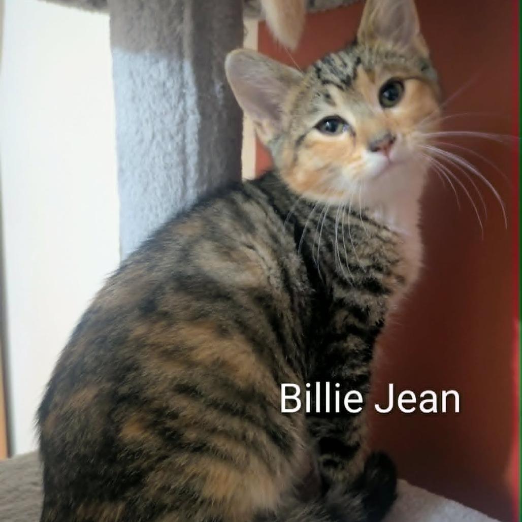 Billie Jean, Adoptable, Kitten Female Domestic Short Hair.