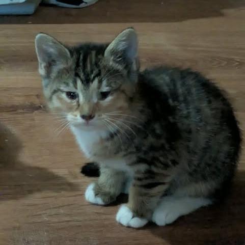 Enlarge Billie Jean, a Adoptable Domestic Short Hair in FAIRWAY, KS image 2/2