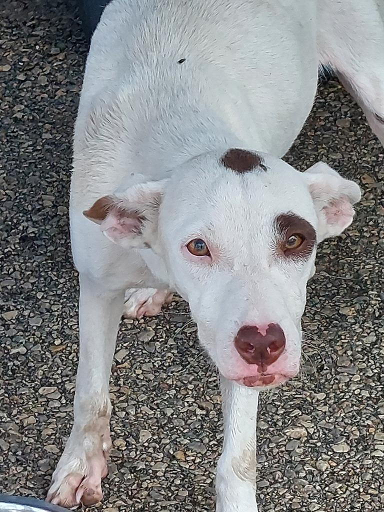 Betty, Adoptable, Young Female Mixed Breed.