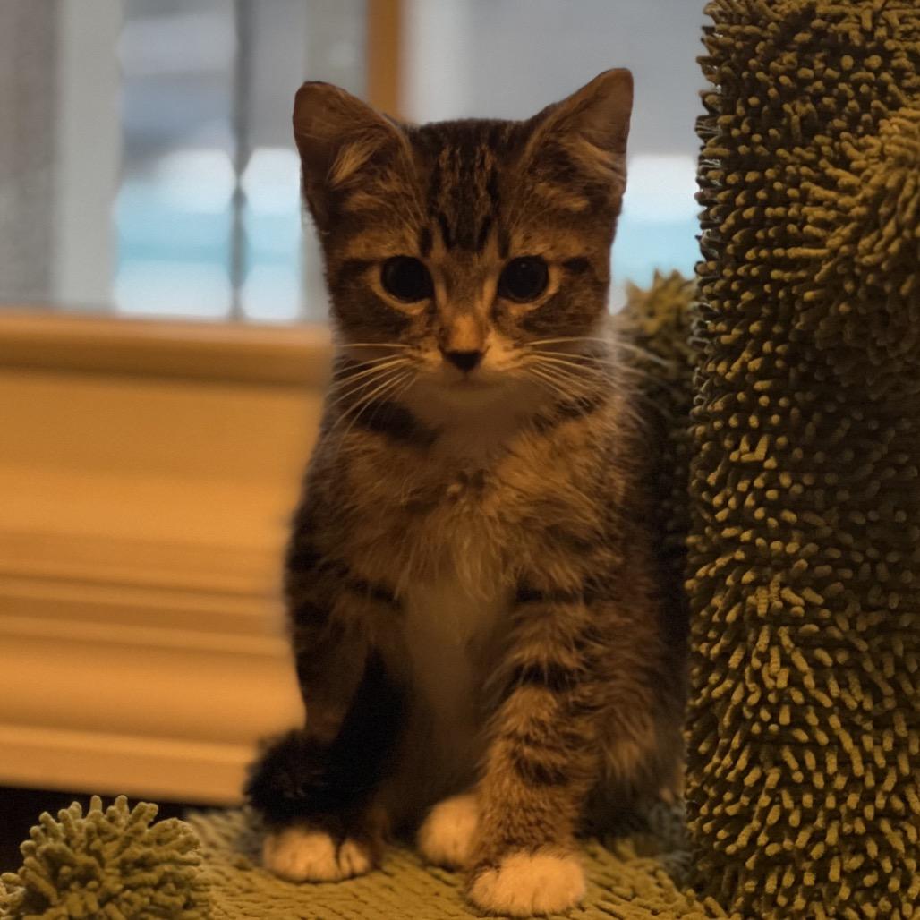 Bender — thumbnail 2