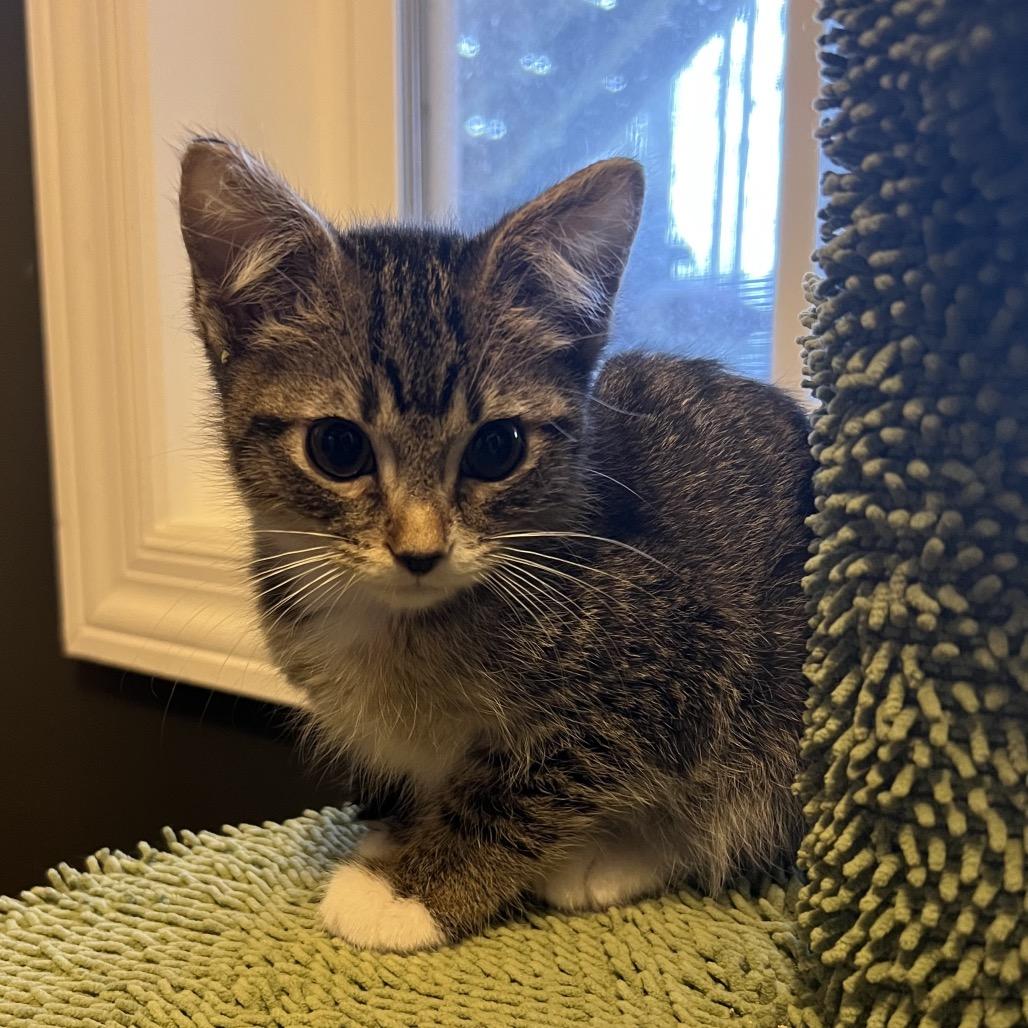 Bender — thumbnail 4