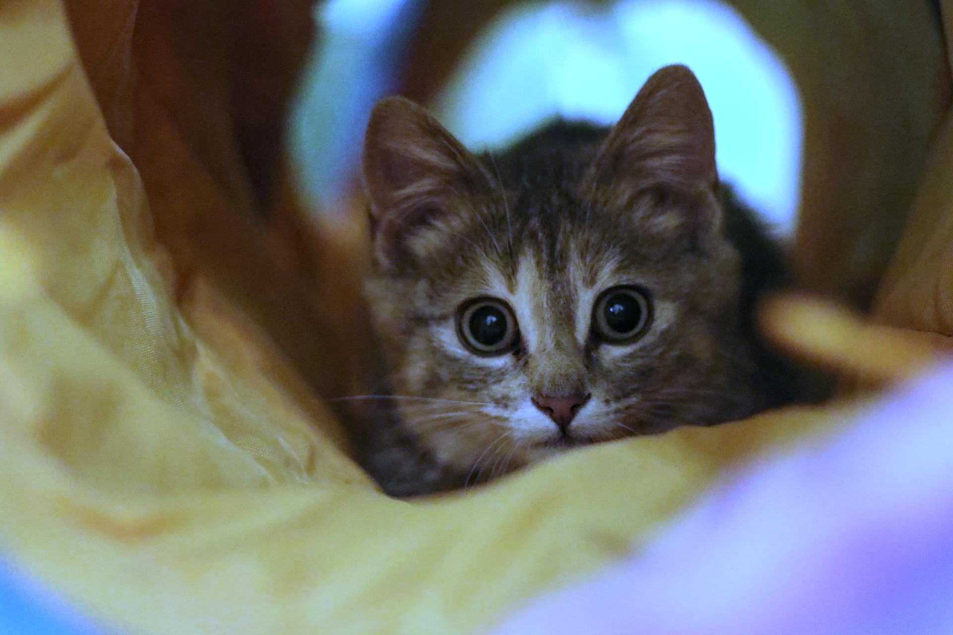 Ezri - Adopted, Adopted, Young Female Domestic Short Hair.