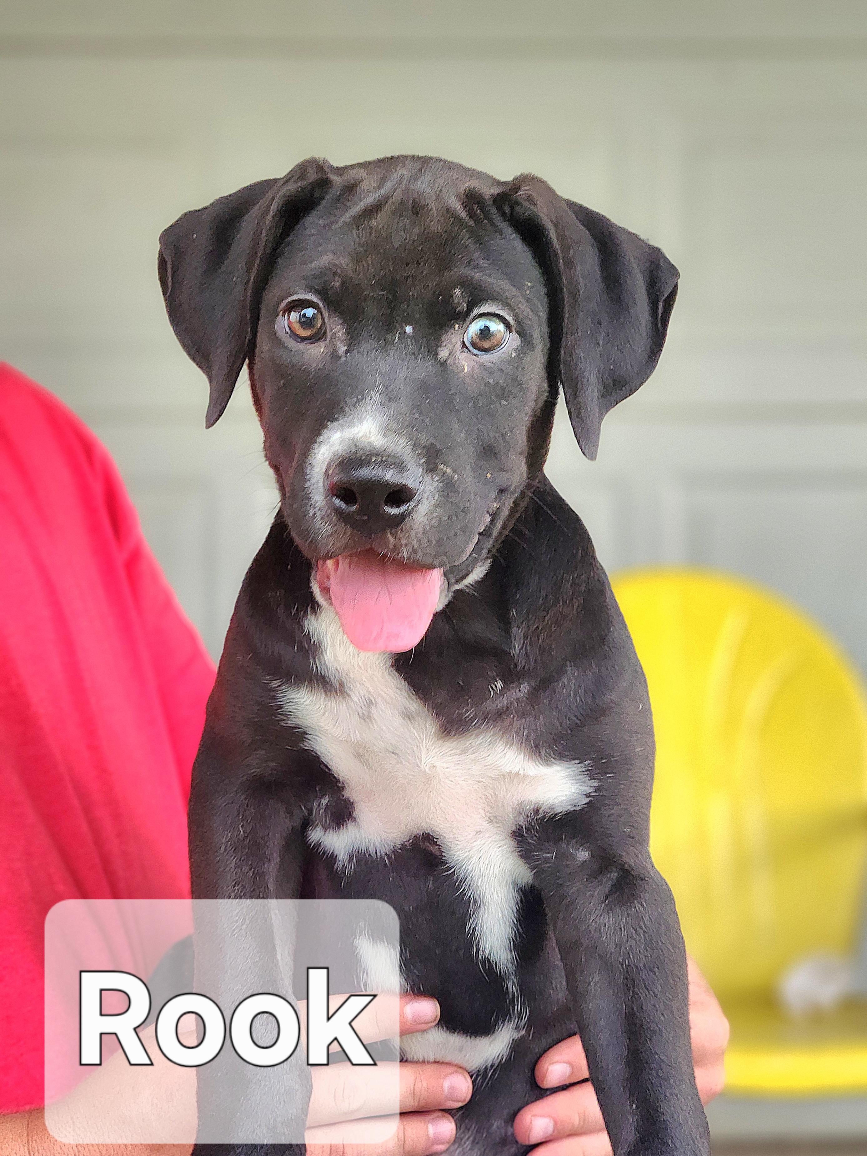 Rook