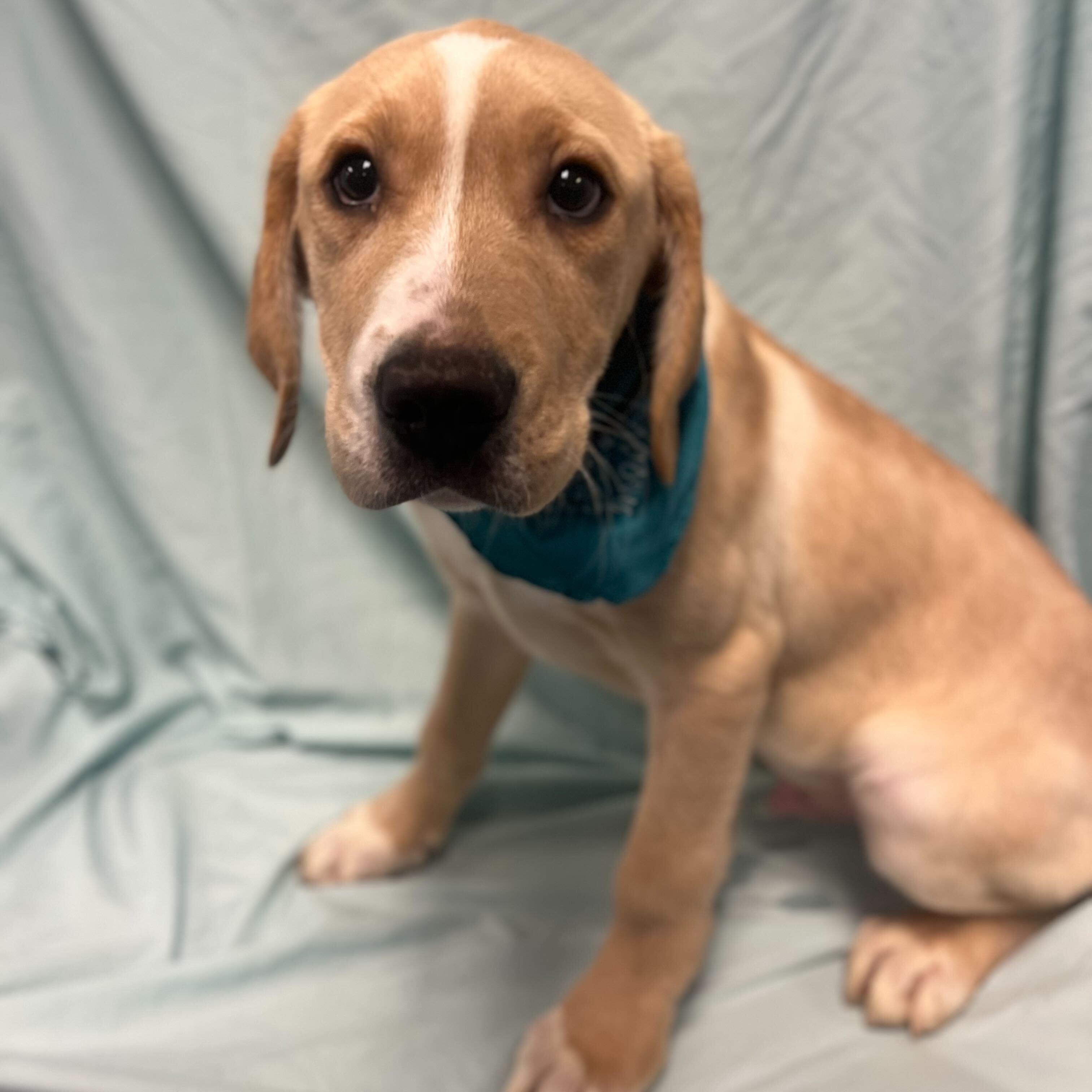Mack Fleetwood, adoptable, Puppy Male Mixed Breed.