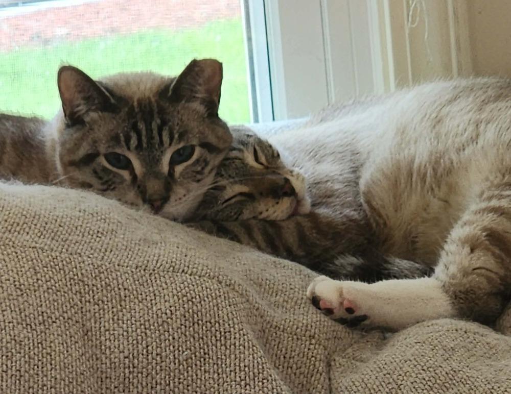 Casper, Adoptable, Kitten Male Siamese.