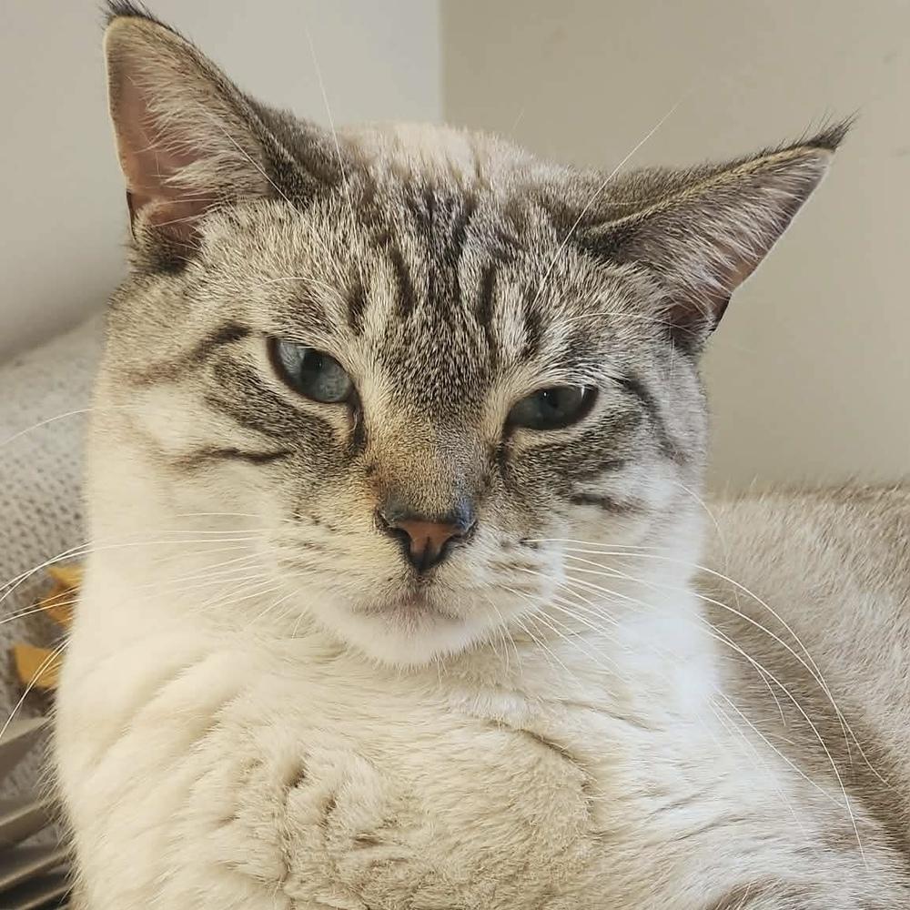 Enlarge Casper, a Adoptable Siamese in Chicago, IL image 2/3