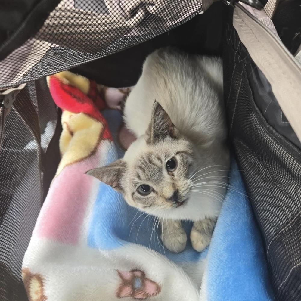 Enlarge Casper, a Adoptable Siamese in Chicago, IL image 3/3