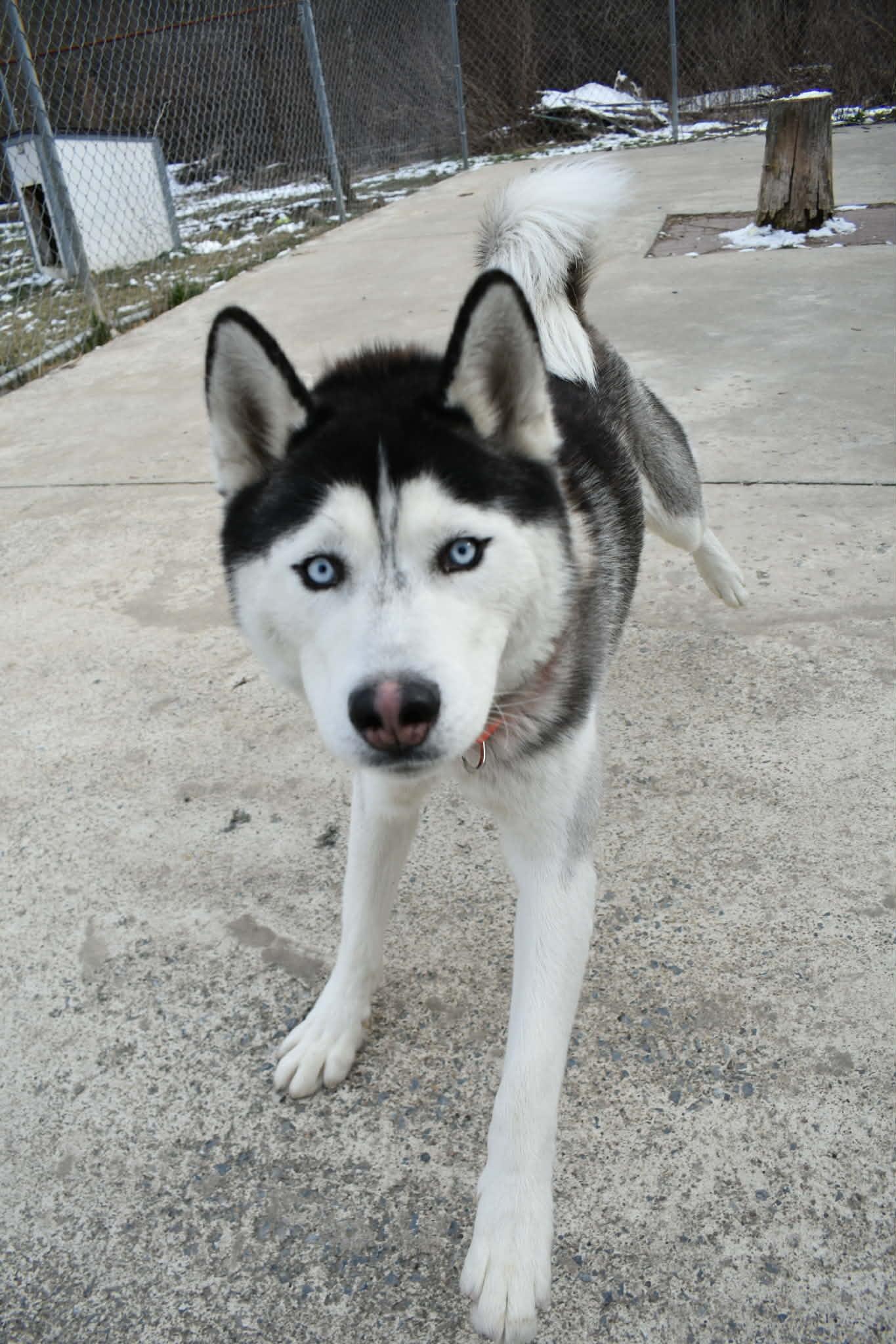 Pepe Le Pew, ADOPTABLE, Adult Male Husky.