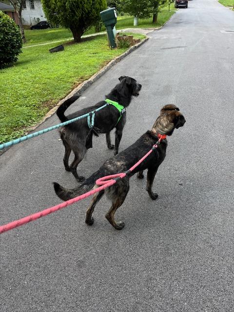 Enlarge DUCKY, a Adoptable Dutch Shepherd in Alpharetta, GA image 5/6