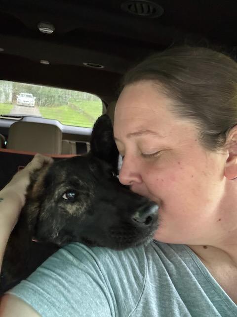 Enlarge DUCKY, a Adoptable Dutch Shepherd in Alpharetta, GA image 3/6