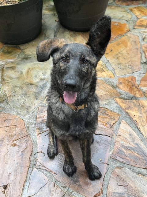 Enlarge DUCKY, a Adoptable Dutch Shepherd in Alpharetta, GA image 4/6