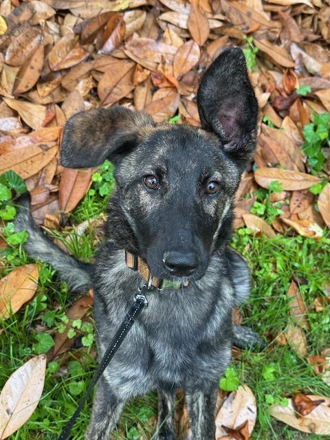Enlarge DUCKY, a Adoptable Dutch Shepherd in Alpharetta, GA image 2/6