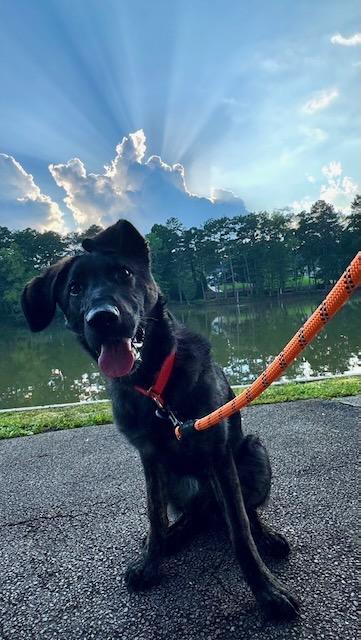 DUCKY, Adoptable, Puppy Female Dutch Shepherd.