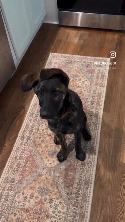 Enlarge DUCKY, a Adoptable Dutch Shepherd in Alpharetta, GA video 6/6