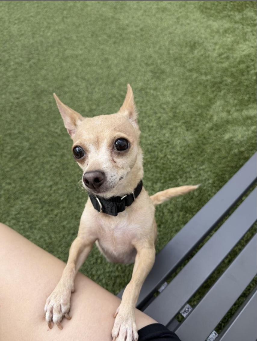 Enlarge Lucy, an adopted Chihuahua in Brooklyn, NY image 3/3