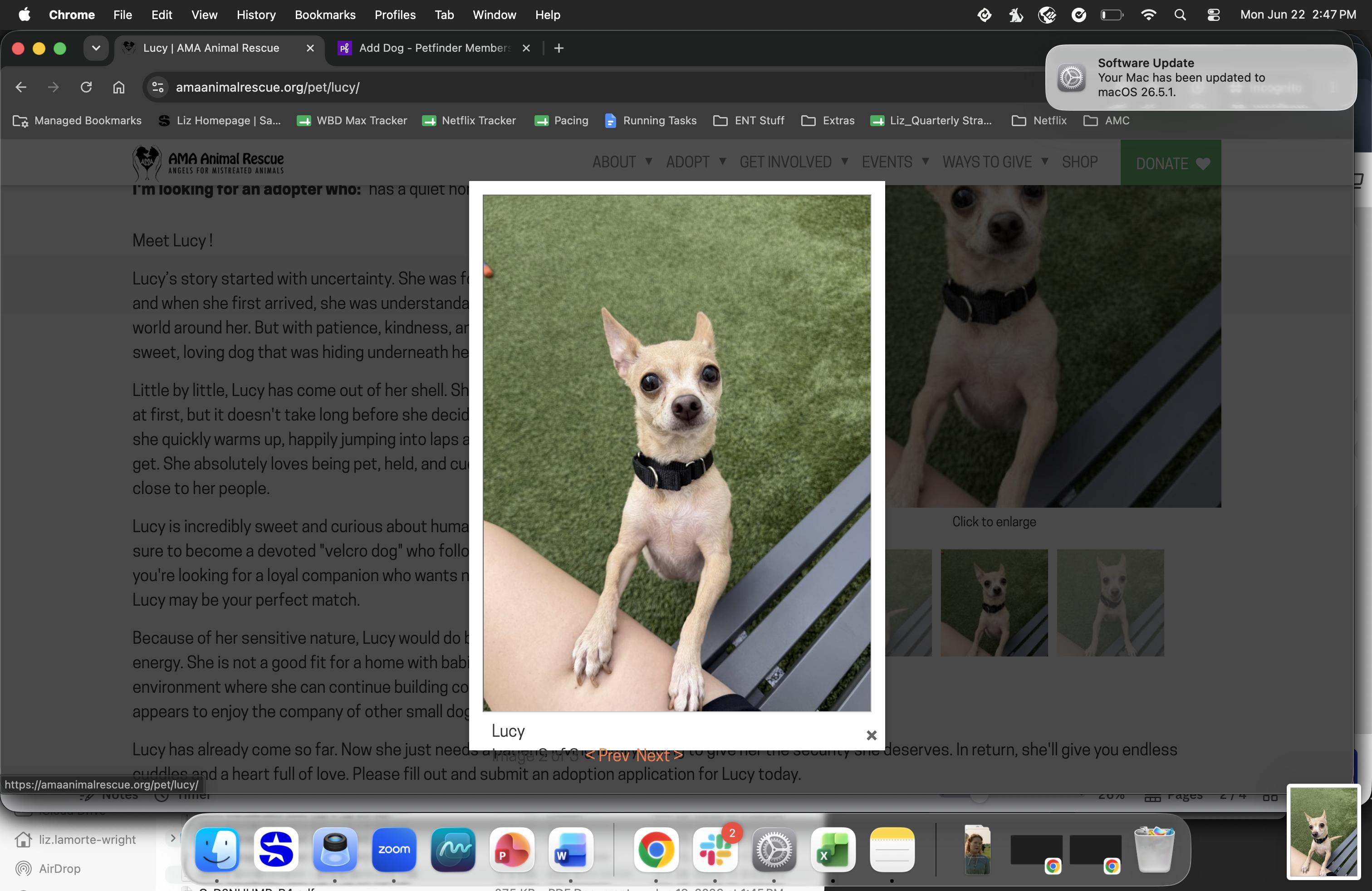 Enlarge Lucy, an adopted Chihuahua in Brooklyn, NY image 2/3