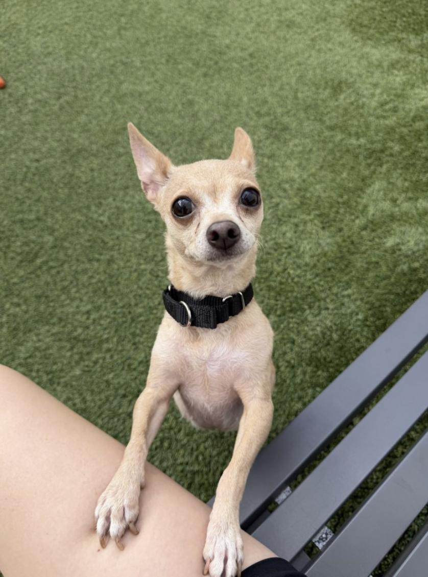Lucy, adopted, Adult Female Chihuahua.