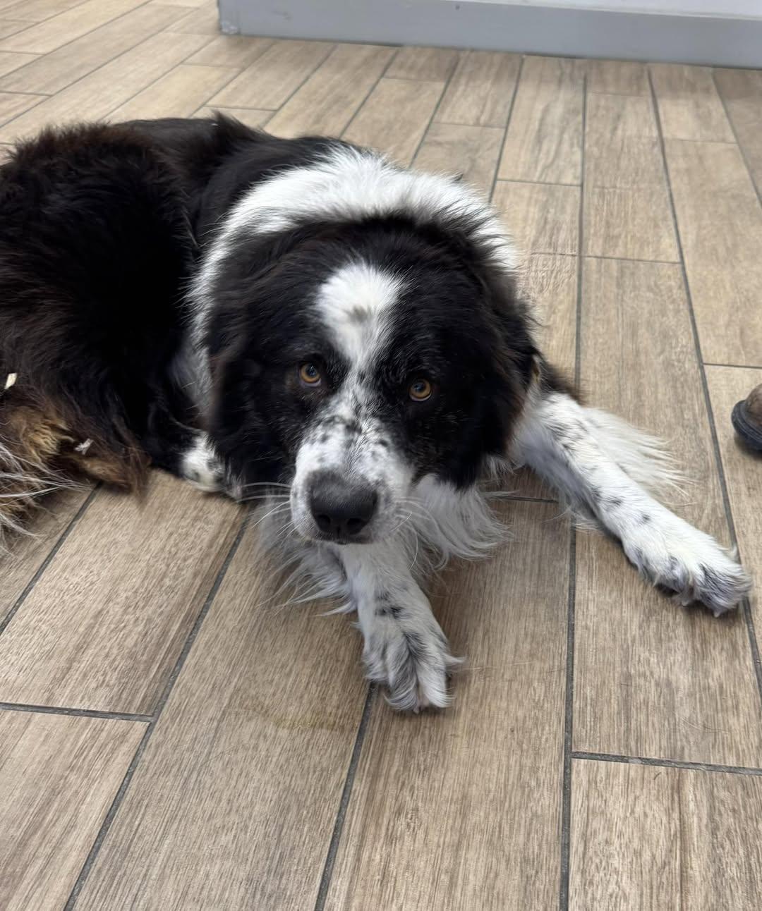 Enlarge Dan, a Adoptable Australian Shepherd in Rowlett, TX image 1/1
