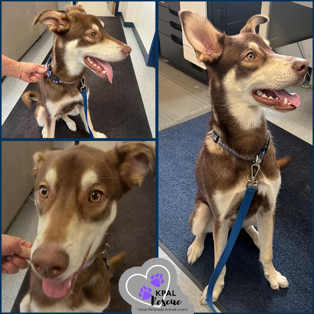 Enlarge Eazy-E - The Gangstas, a Adoptable mixed breed in Kenai, AK image 1/4
