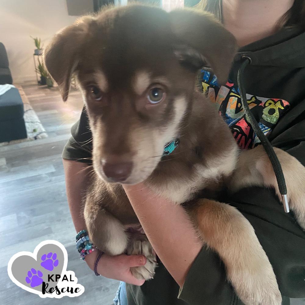 Enlarge Eazy-E - The Gangstas, a Adoptable mixed breed in Kenai, AK image 2/4