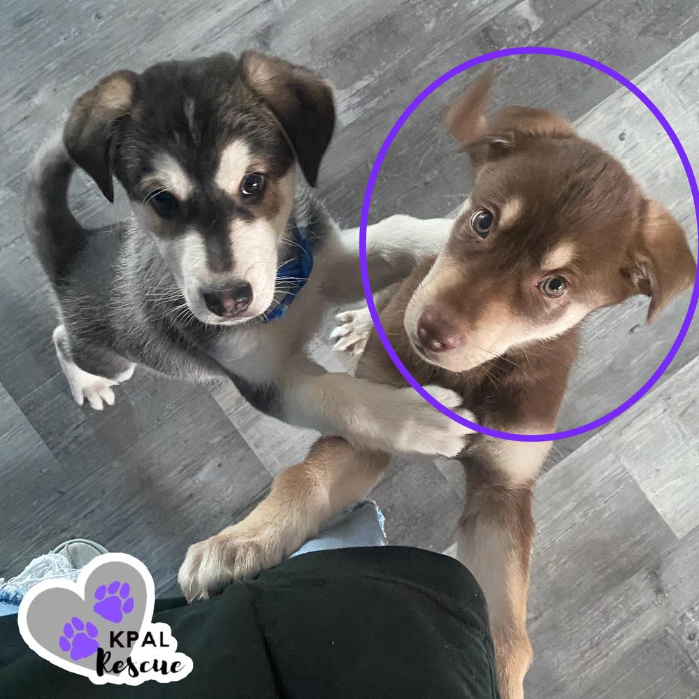Enlarge Eazy-E - The Gangstas, a Adoptable mixed breed in Kenai, AK image 3/4