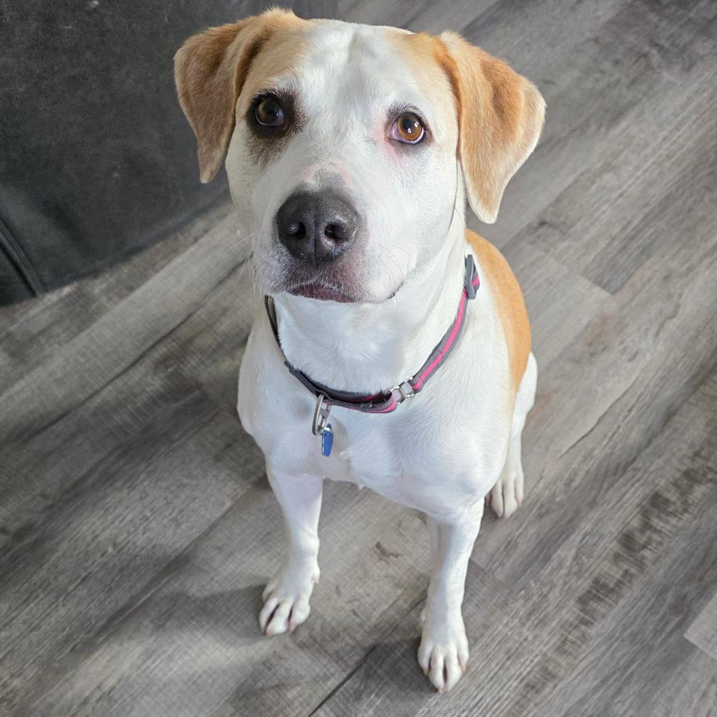 Freya, a Adoptable Yellow Labrador Retriever in Festus, MO image 1/3