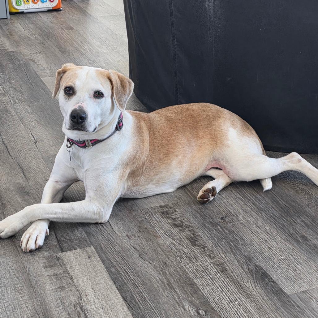 Freya, a Adoptable Yellow Labrador Retriever in Festus, MO image 2/3