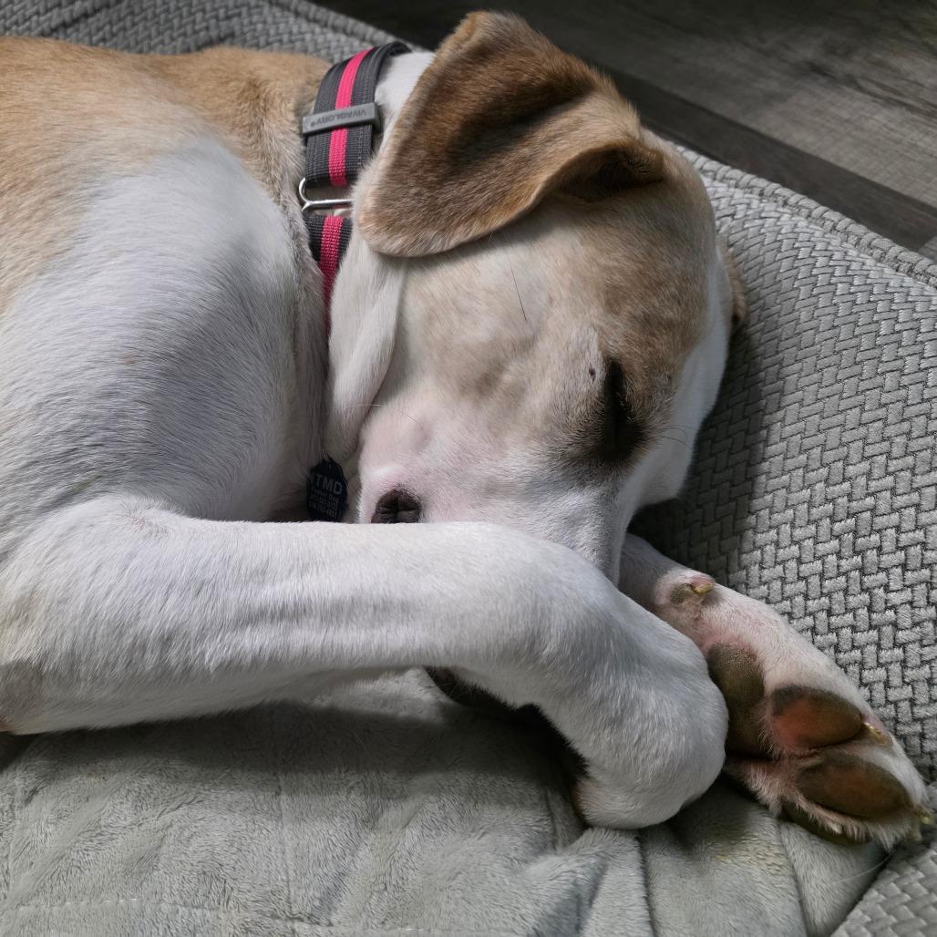 Freya, a Adoptable Yellow Labrador Retriever in Festus, MO image 3/3