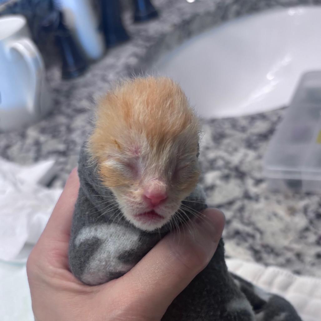 Frito, Adoptable, Kitten Male Domestic Short Hair.