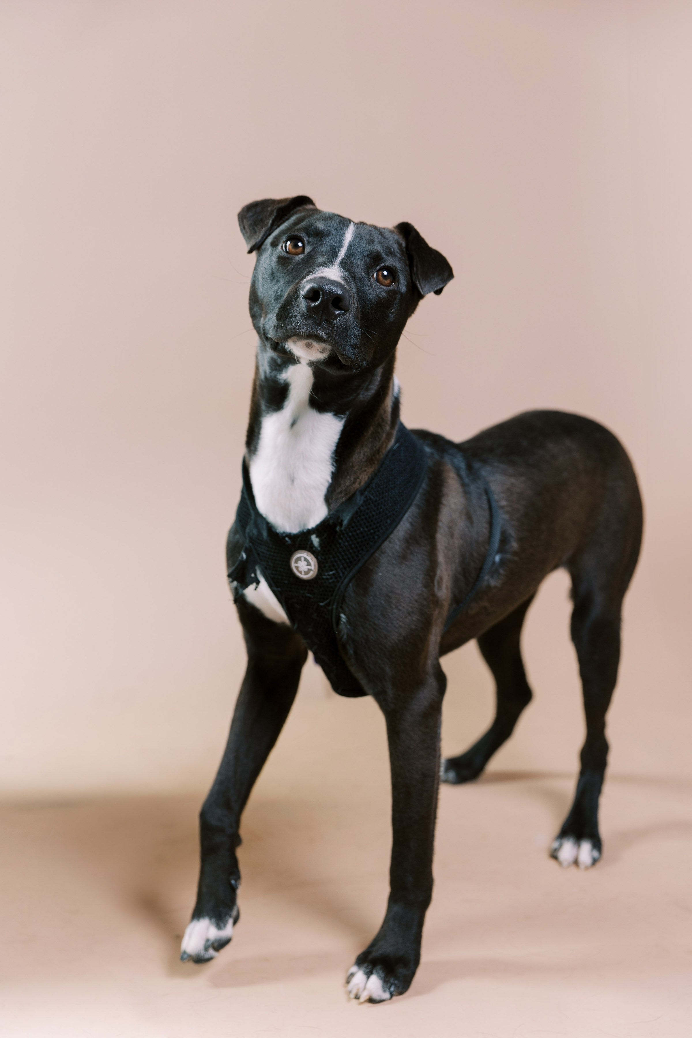Enlarge Bruce, a Adoptable Pit Bull Terrier in El Paso, TX image 1/2
