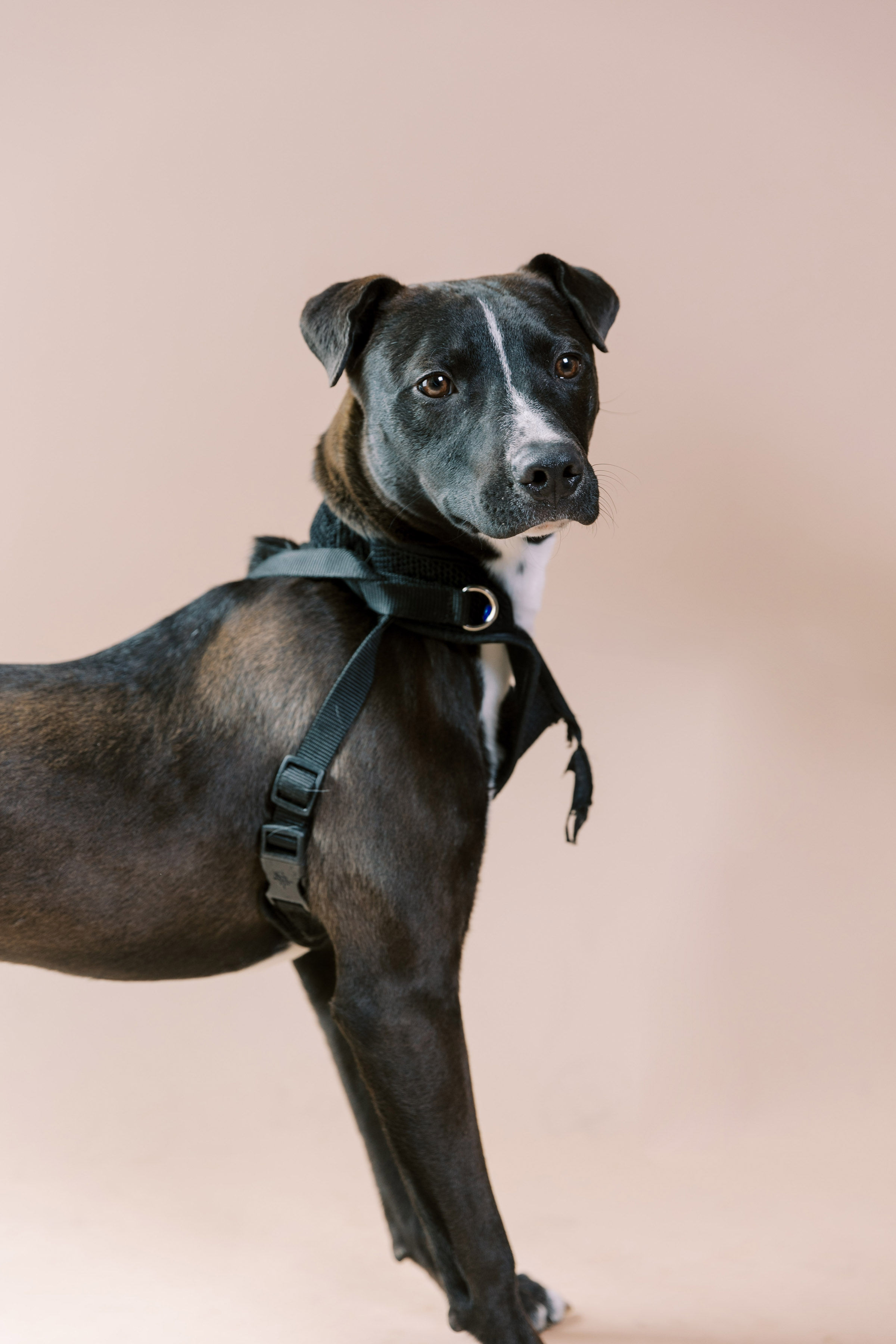 Enlarge Bruce, a Adoptable Pit Bull Terrier in El Paso, TX image 2/2