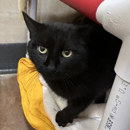 Enlarge Carina, a Adoptable mixed breed in San Francisco, CA image 1/3