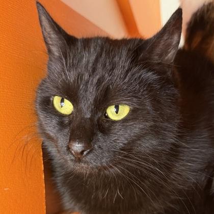 Enlarge Carina, a Adoptable mixed breed in San Francisco, CA image 2/3