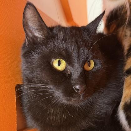 Enlarge Carina, a Adoptable mixed breed in San Francisco, CA image 3/3