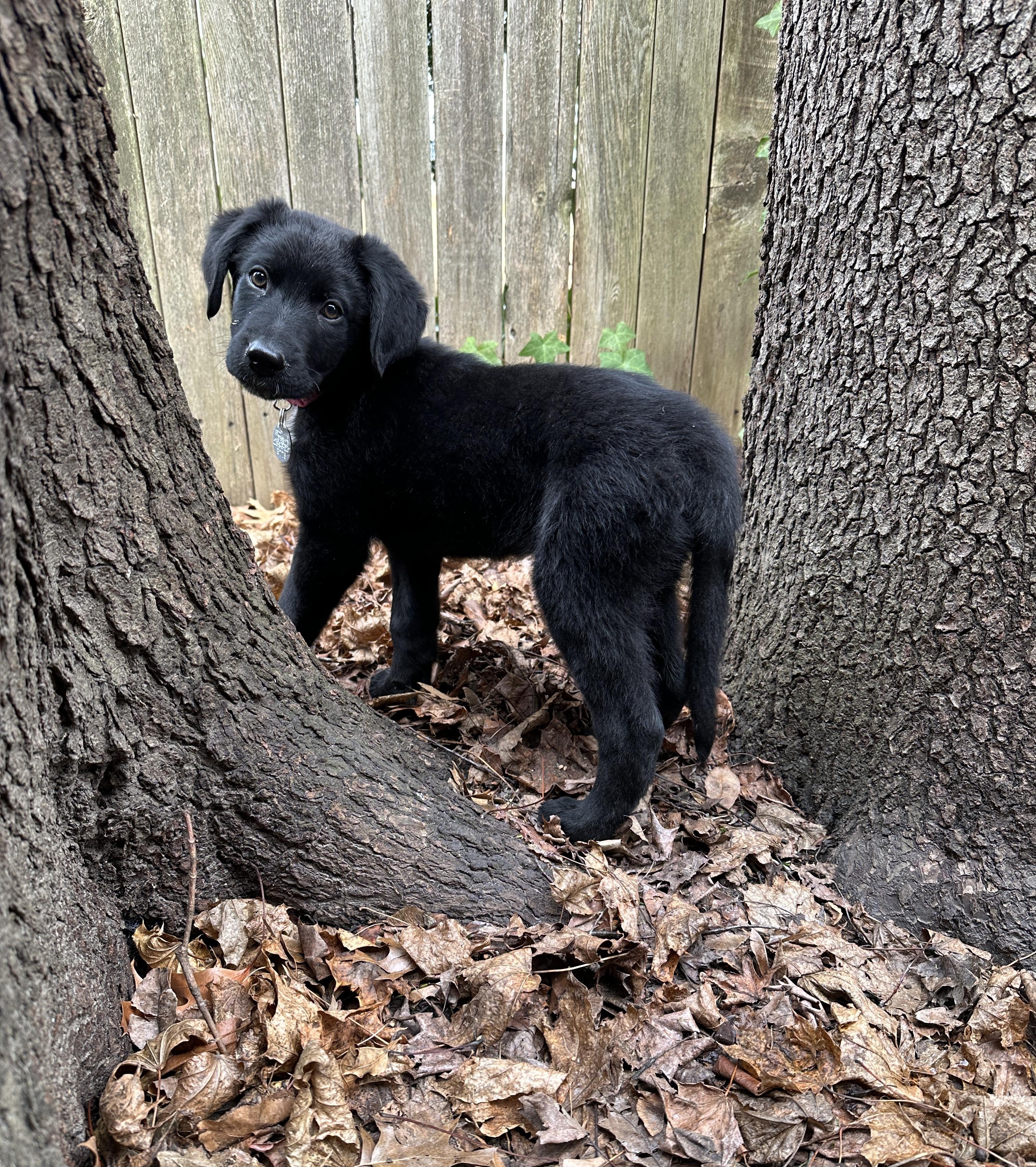 Kiara, ADOPTABLE, Puppy Female Labradoodle & German Shepherd Dog.