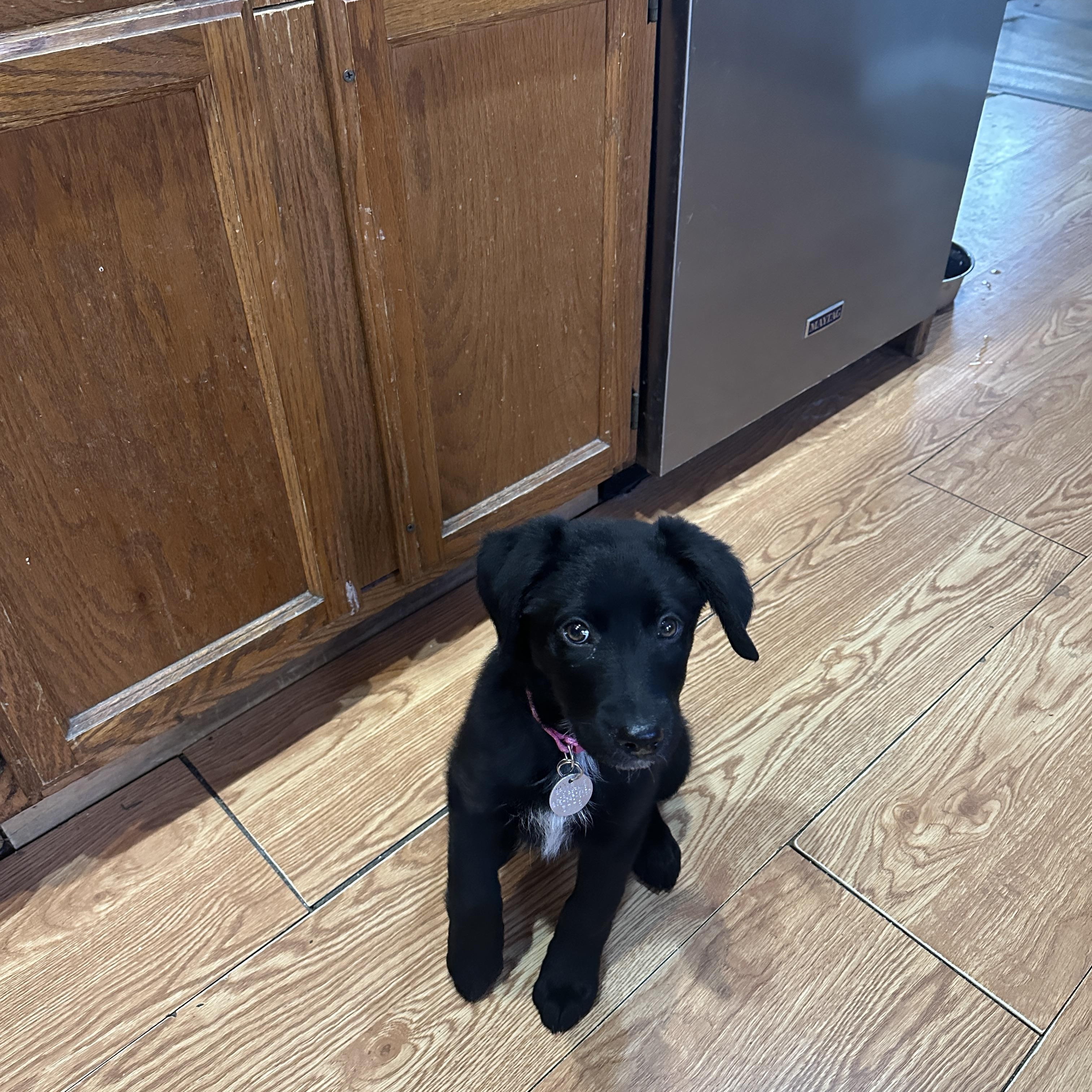 Enlarge Kiara, a ADOPTABLE mixed breed in Warrington, PA image 2/6