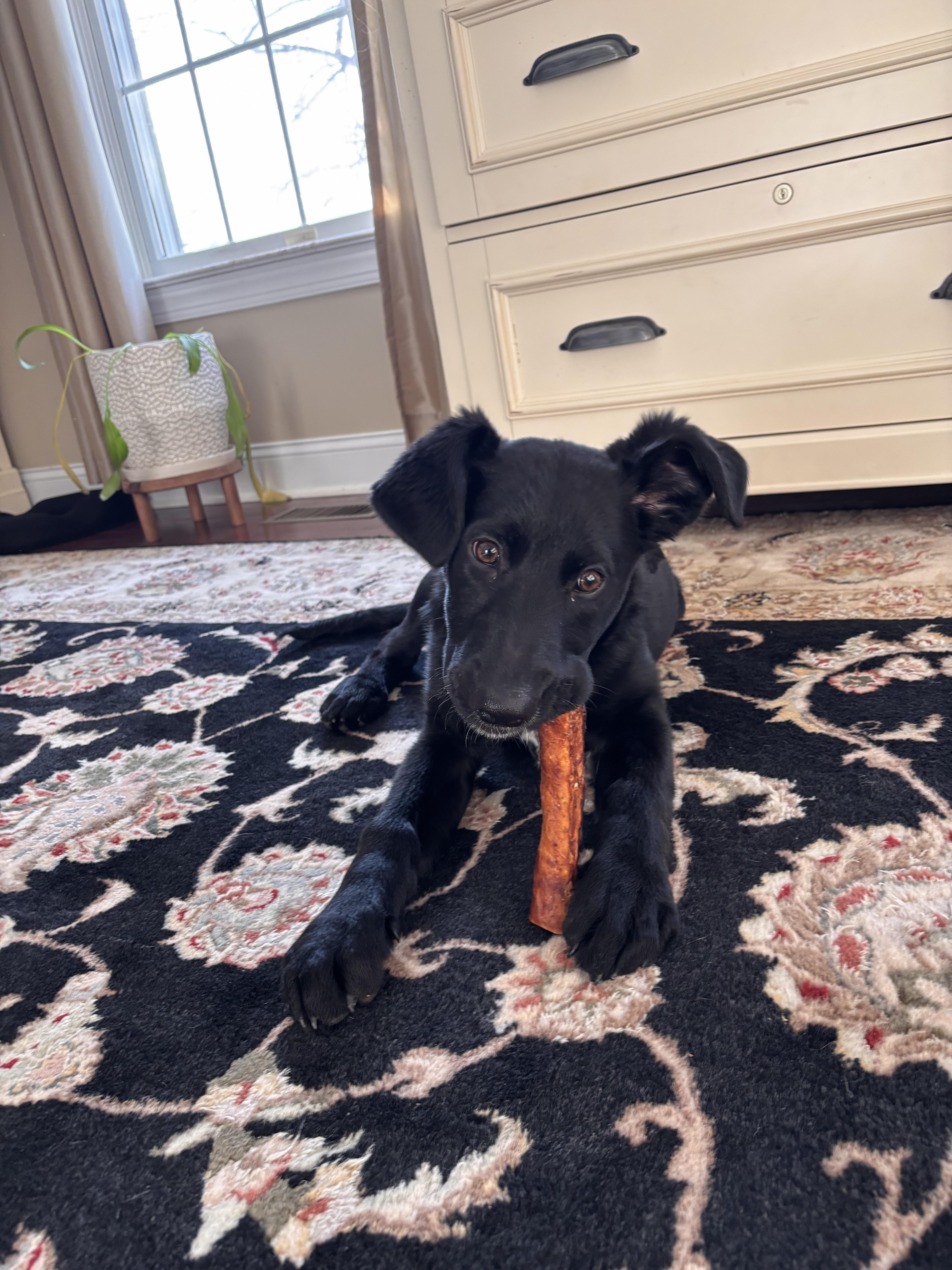 Enlarge Kiara, an adoptable mixed breed in Warrington, PA image 2/6