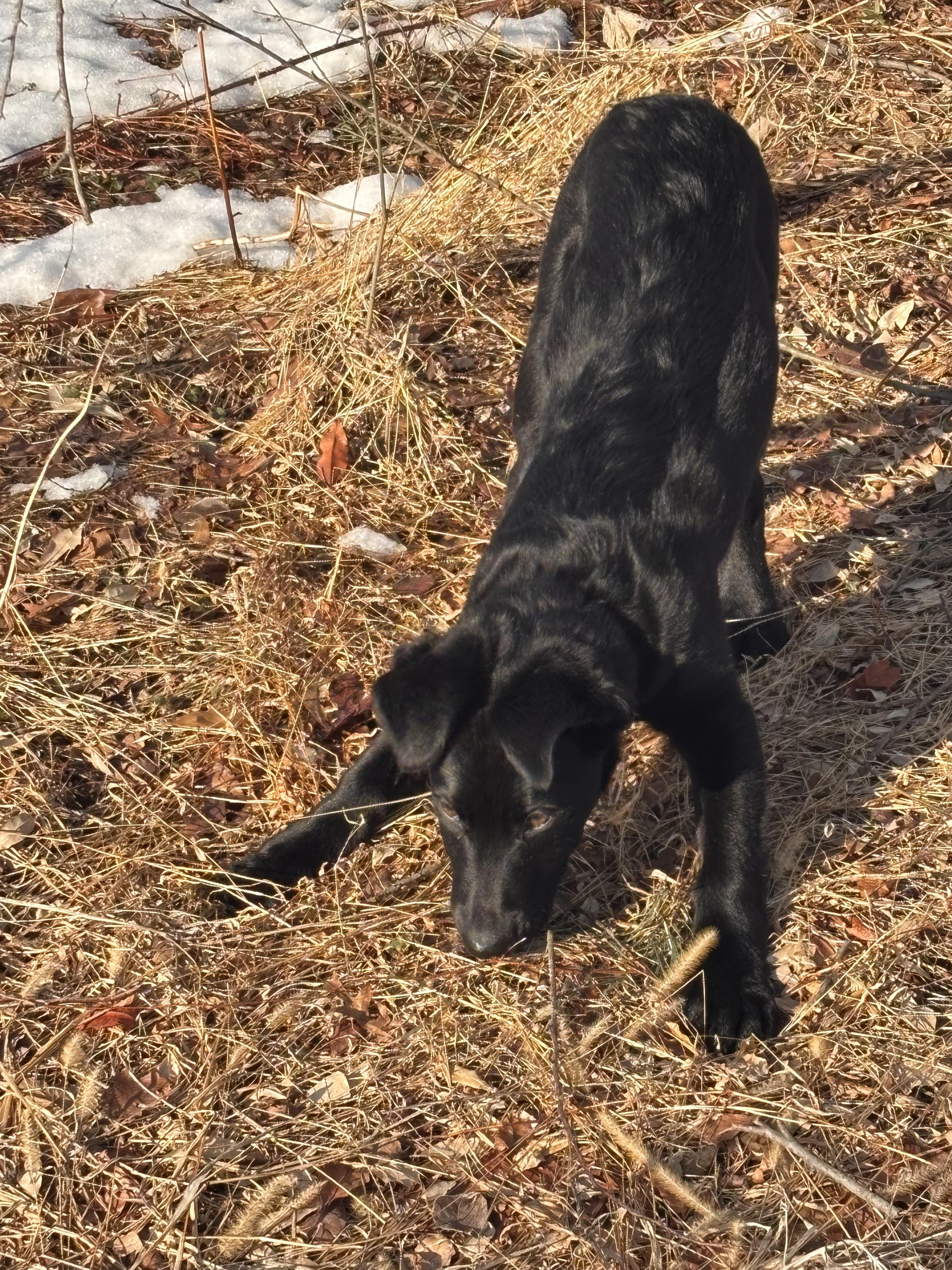 Enlarge Kiara, an adoptable mixed breed in Warrington, PA image 5/6