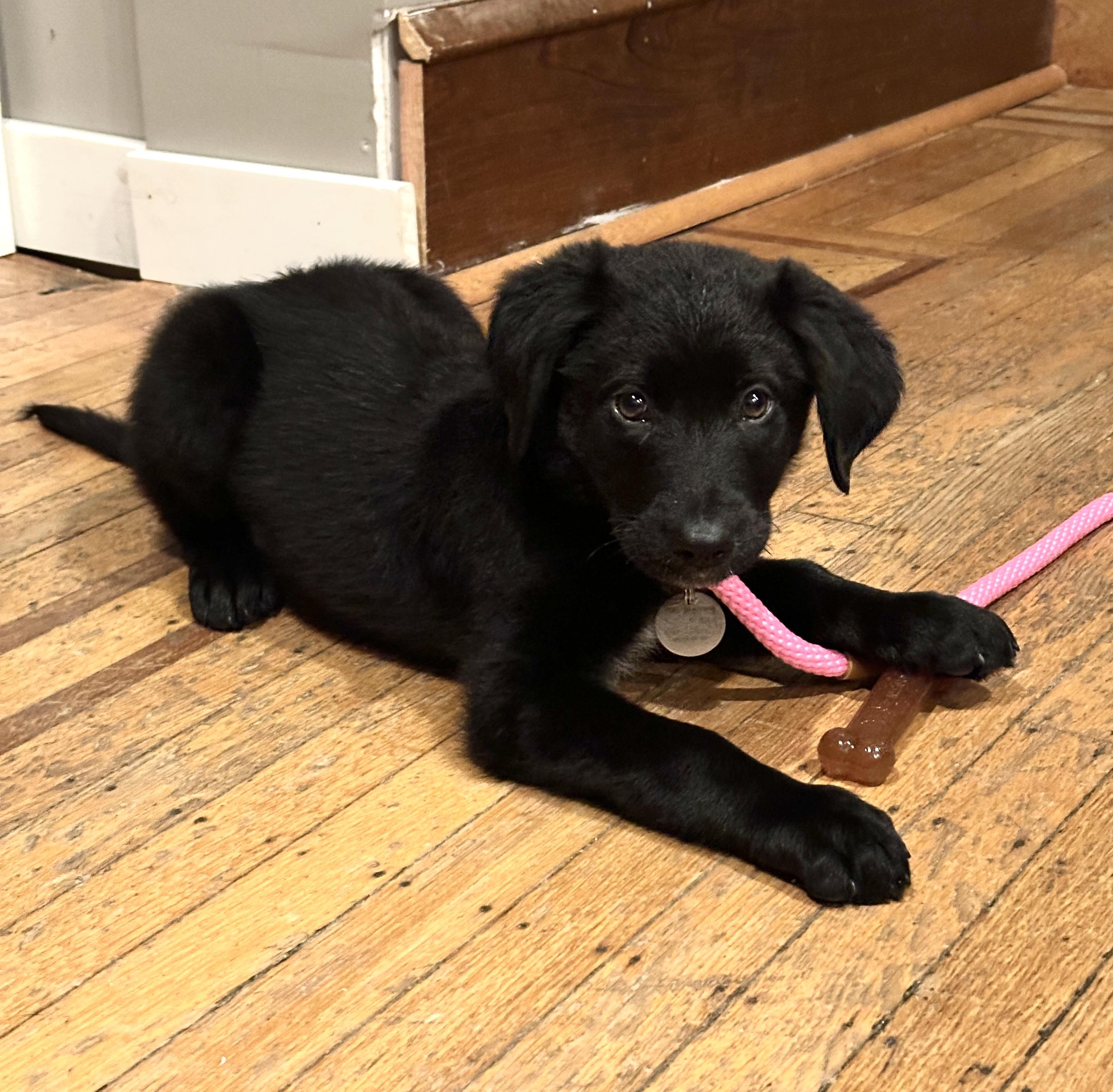 Enlarge Kiara, a ADOPTABLE mixed breed in Warrington, PA image 5/6