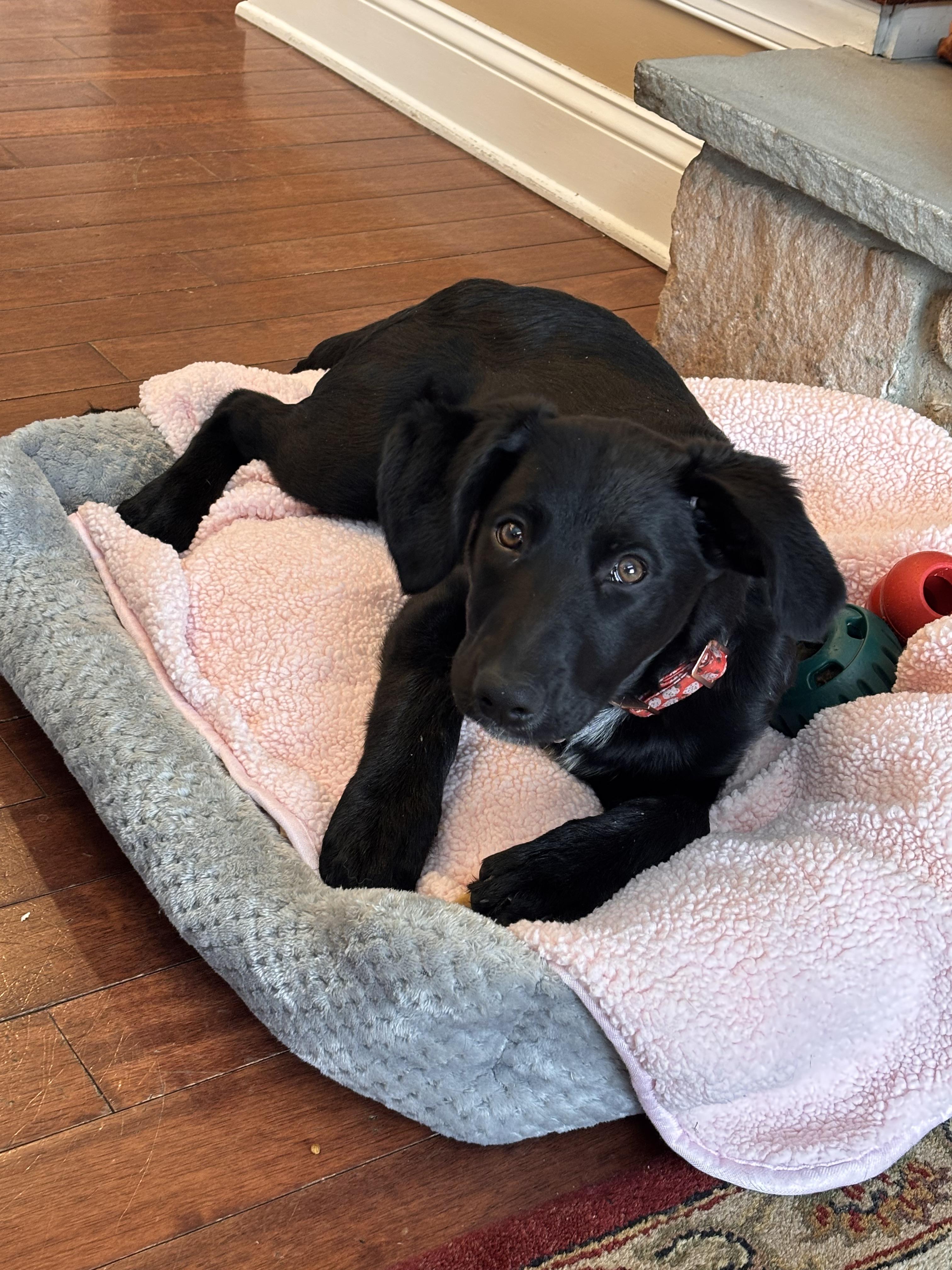 Kiara, adoptable, Puppy Female Labradoodle & German Shepherd Dog.