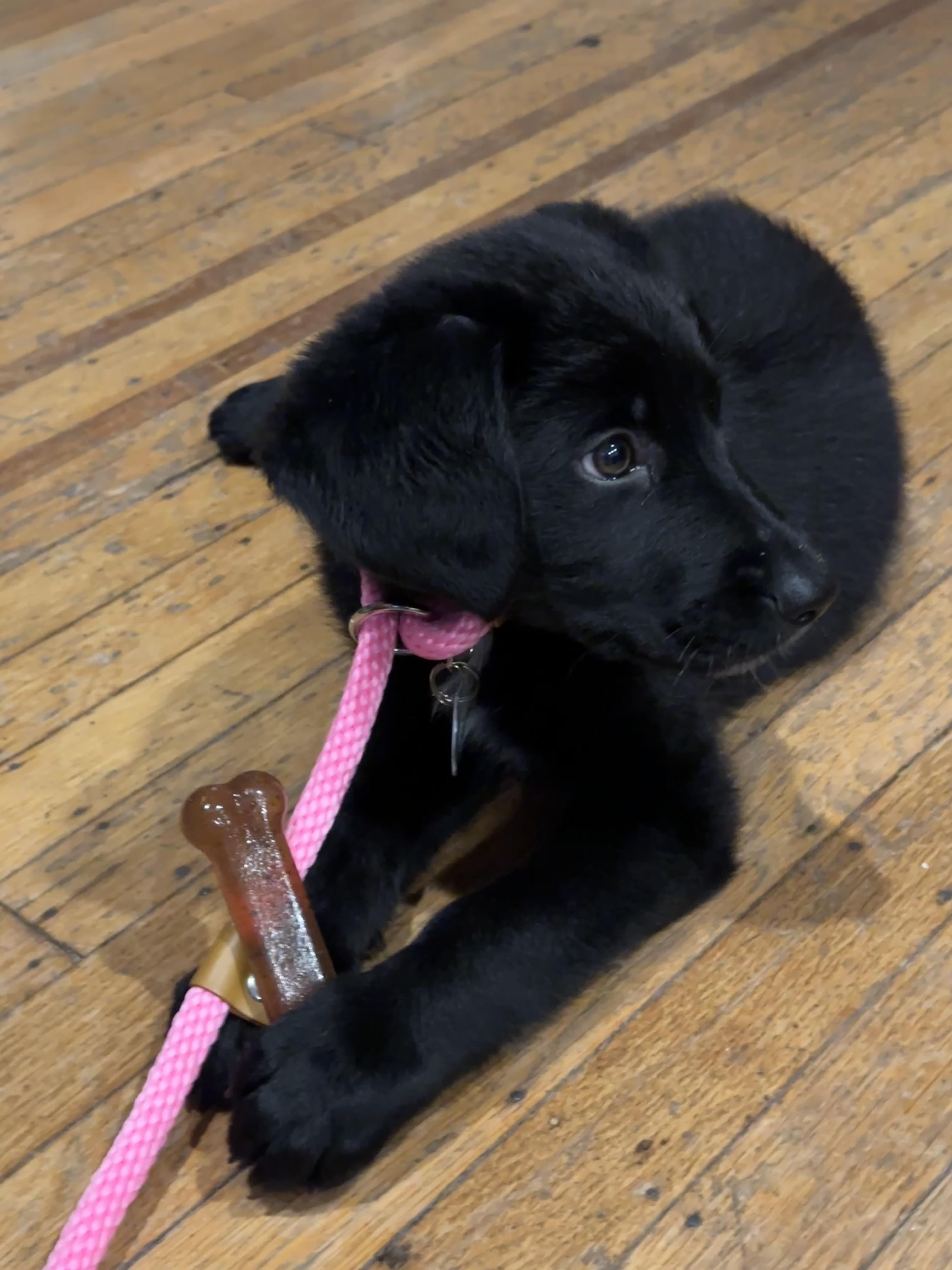 Enlarge Kiara, a ADOPTABLE mixed breed in Warrington, PA image 3/6