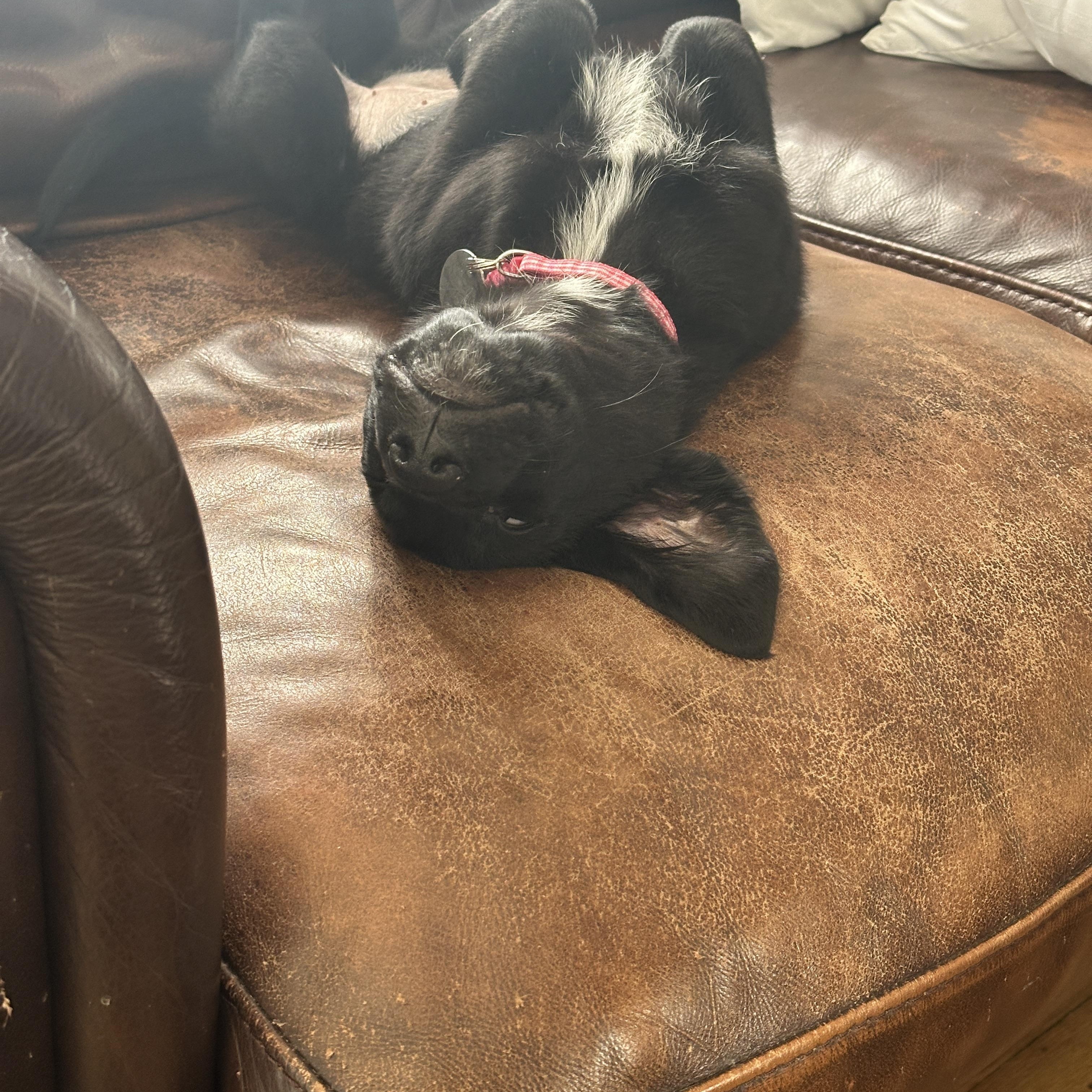 Enlarge Kiara, a ADOPTABLE mixed breed in Warrington, PA image 4/6