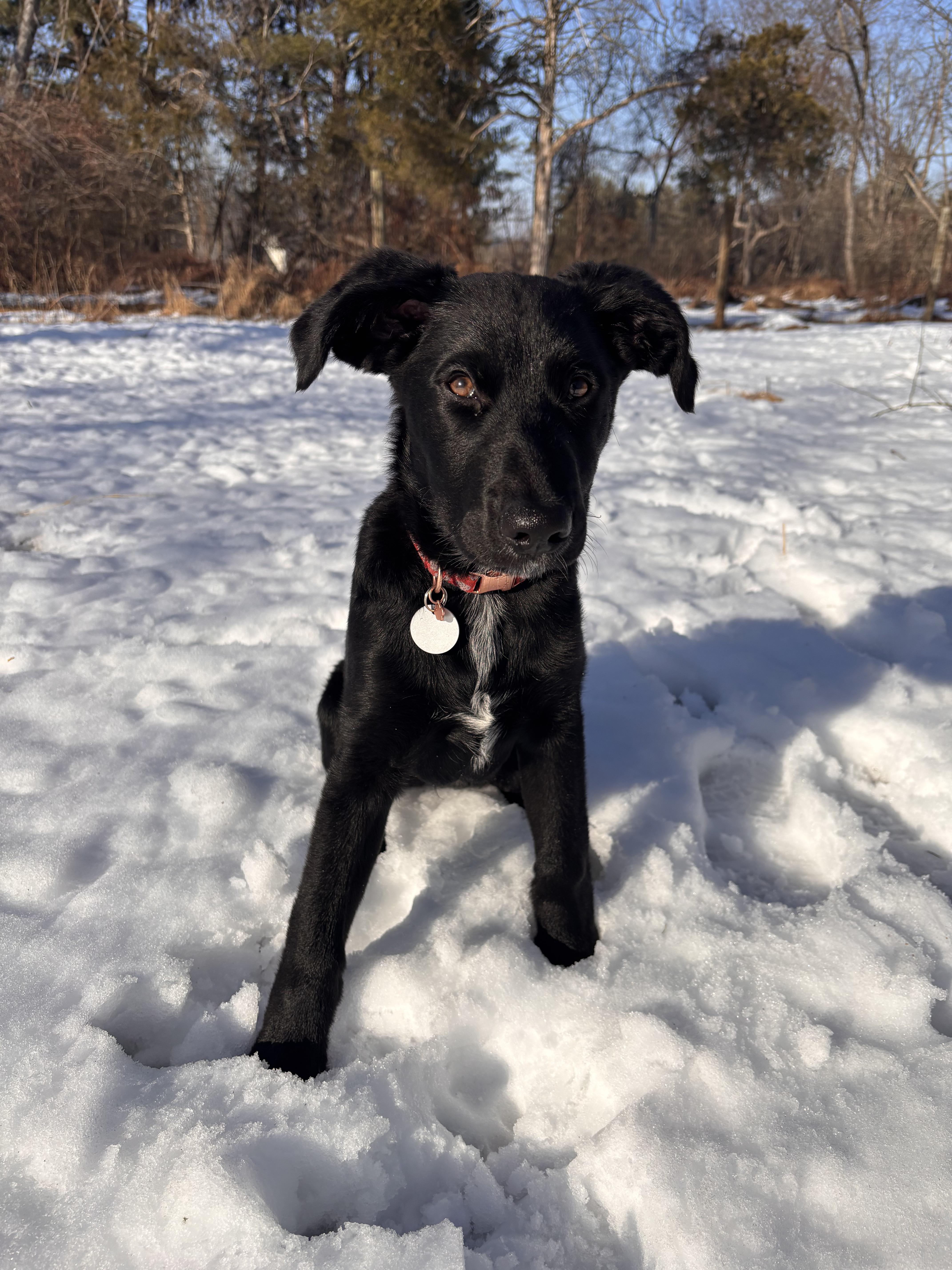 Enlarge Kiara, an adoptable mixed breed in Warrington, PA image 6/6