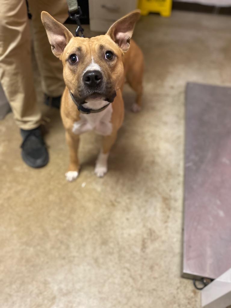 Uva, Adoptable, Young Female Terrier.