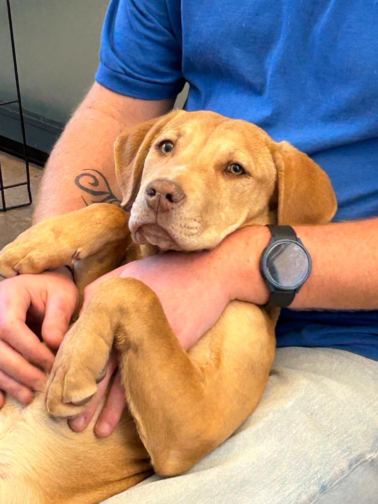 Nani, Adoptable, Puppy Female Labrador Retriever.
