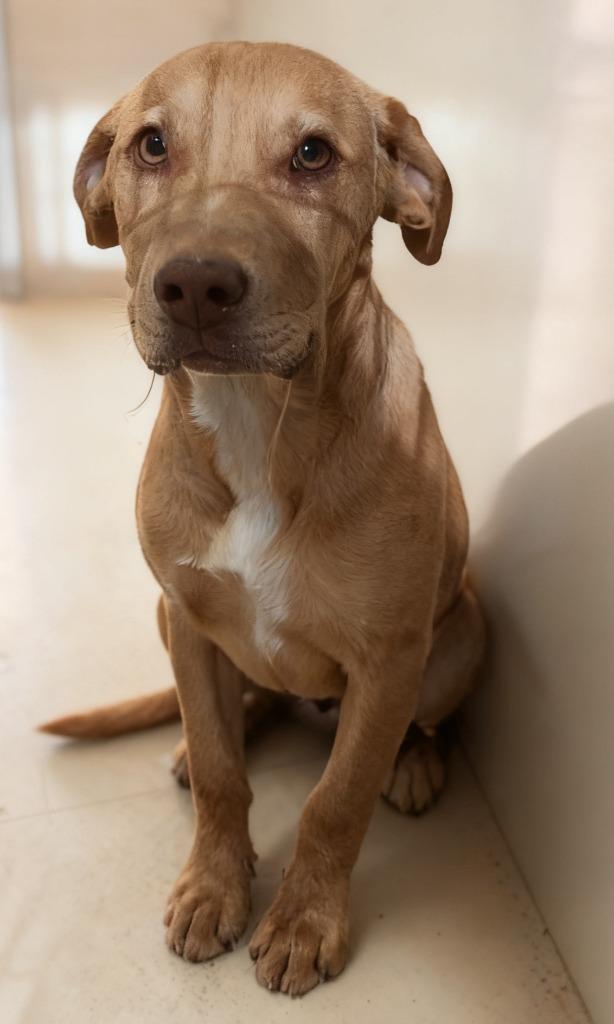 Enlarge Nani, a Adoptable mixed breed in Cottonwood, AZ image 2/2