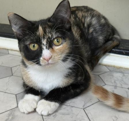 Mabelline, a ADOPTABLE Tortoiseshell in Frederick, MD image 4/5