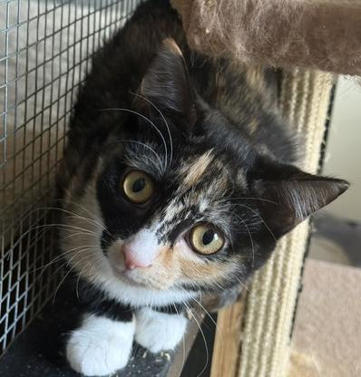 Mabelline, a ADOPTABLE Tortoiseshell in Frederick, MD image 2/5